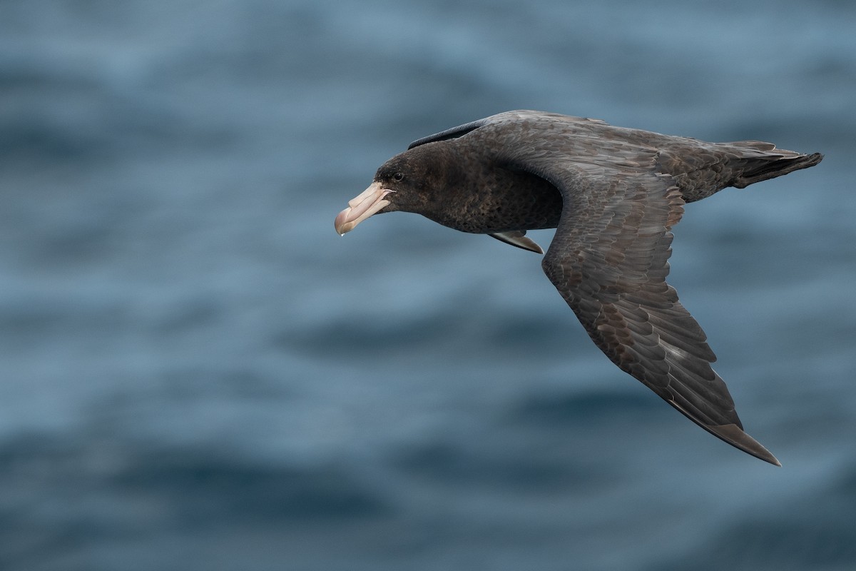 Northern Giant-Petrel - ML645172817
