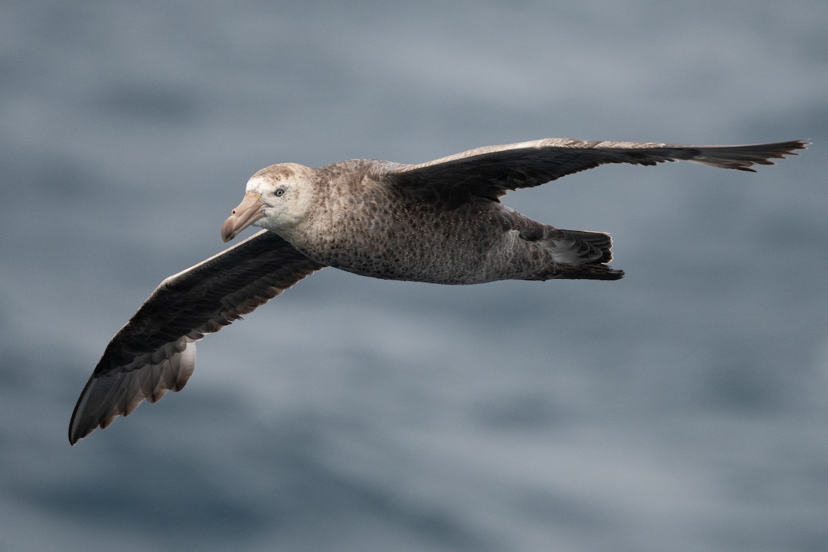 Northern Giant-Petrel - ML645172819