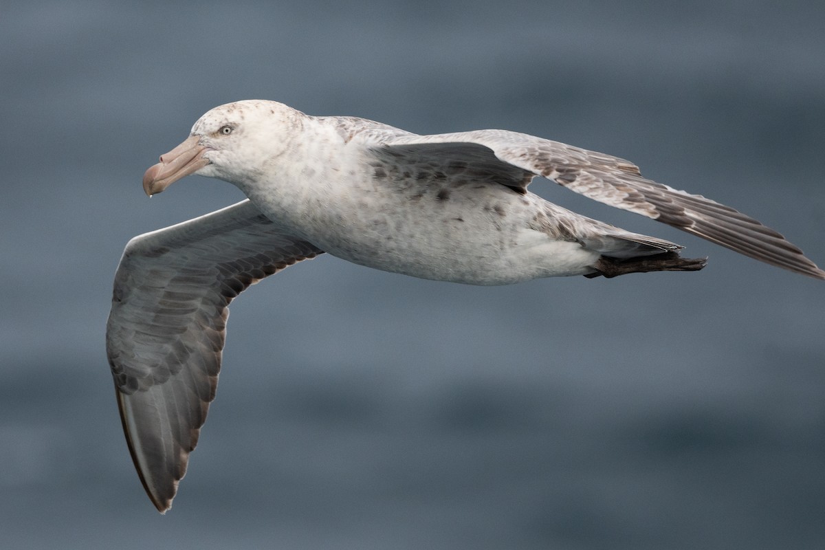 Northern Giant-Petrel - ML645172821
