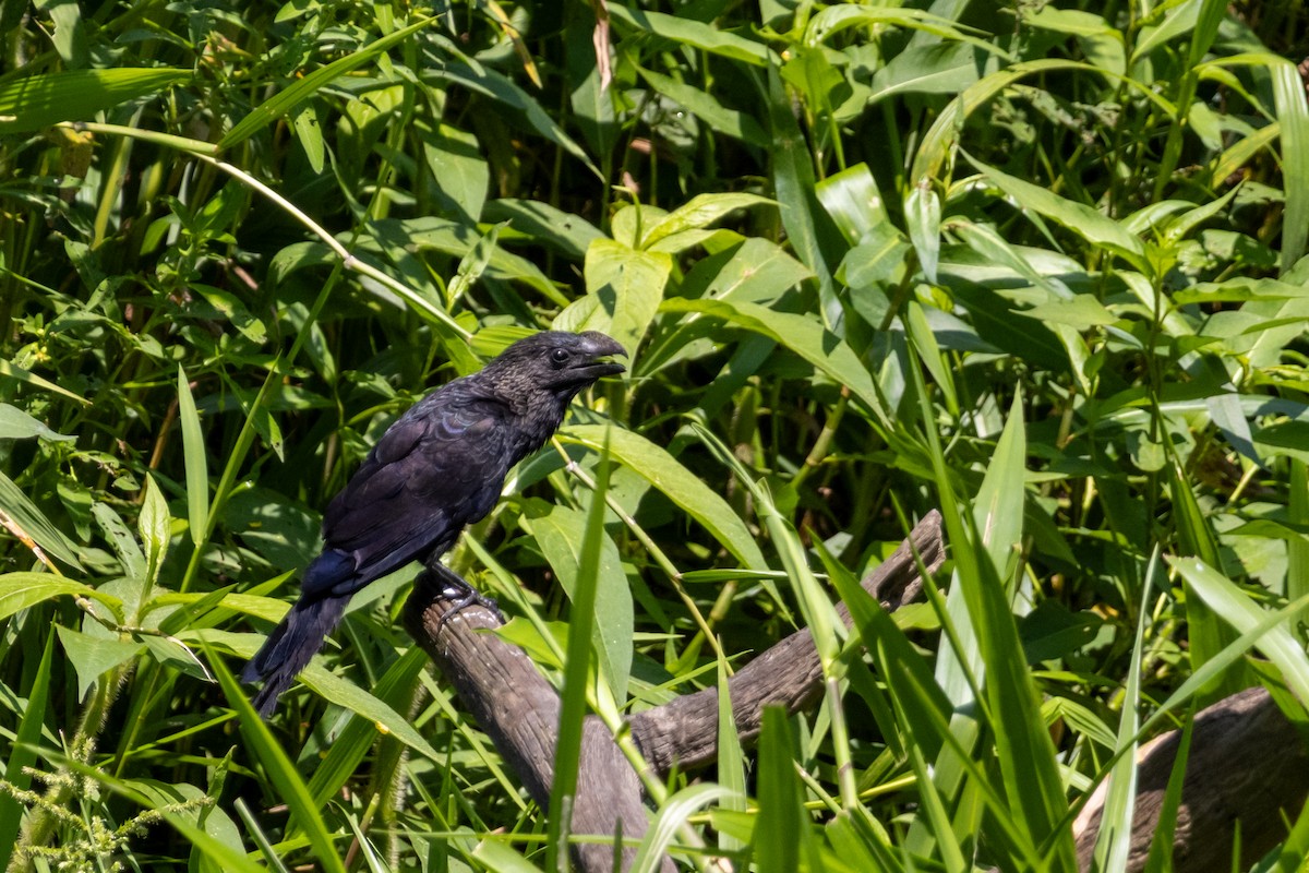 Ані товстодзьобий - ML645172835