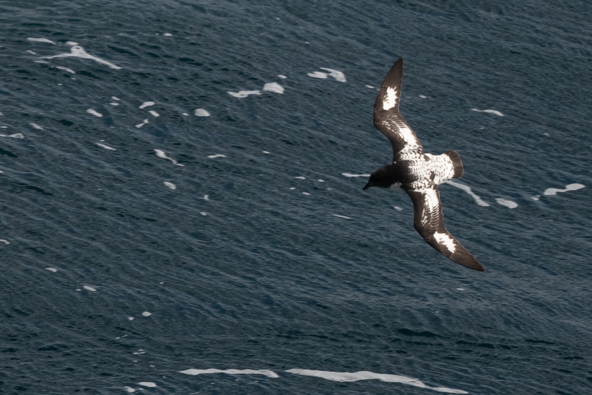 Pintado Petrel - ML645172836