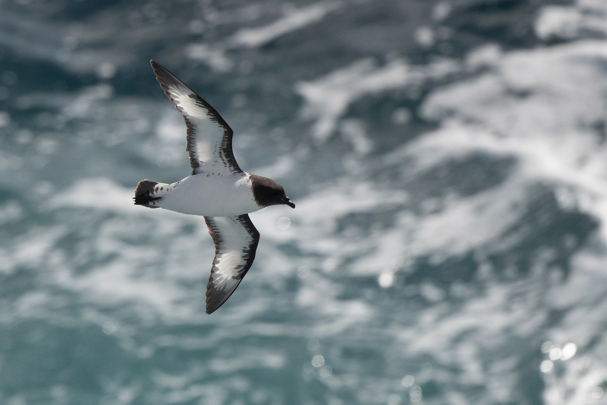 Pintado Petrel - ML645172837