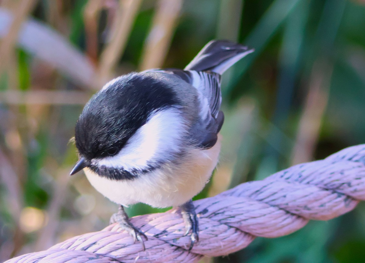 Black-capped Chickadee - ML645172842