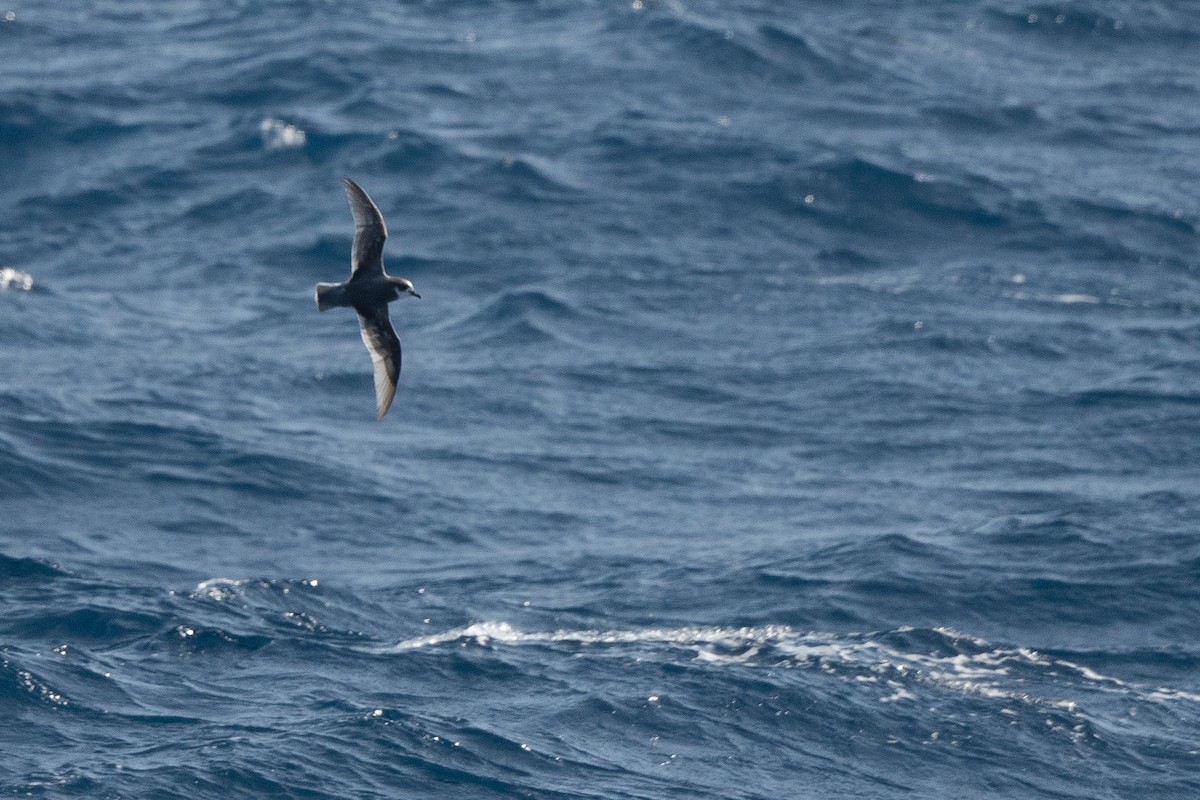 Голубой буревестник - ML645172843