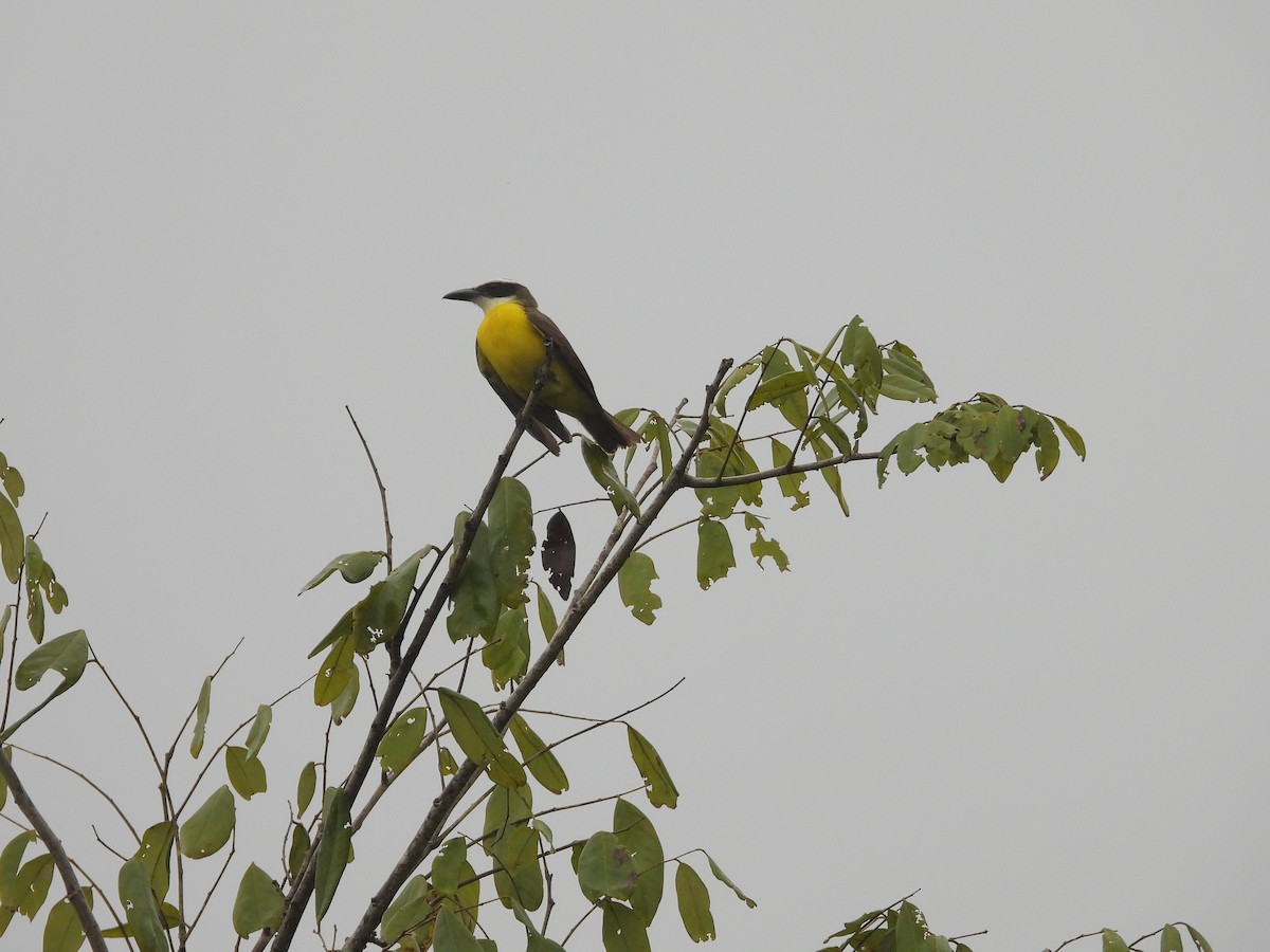 Boat-billed Flycatcher - ML645172844
