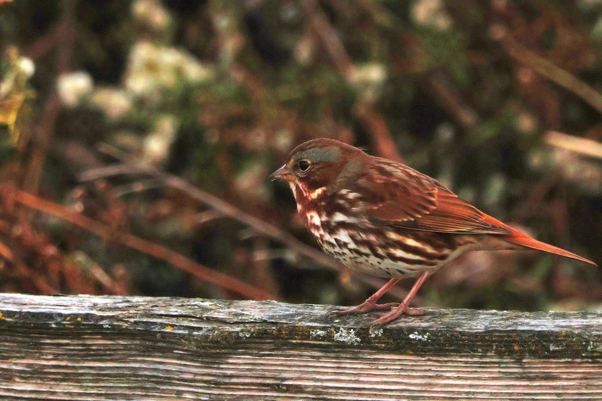 גיבתונית חומת-זנב - ML645172854