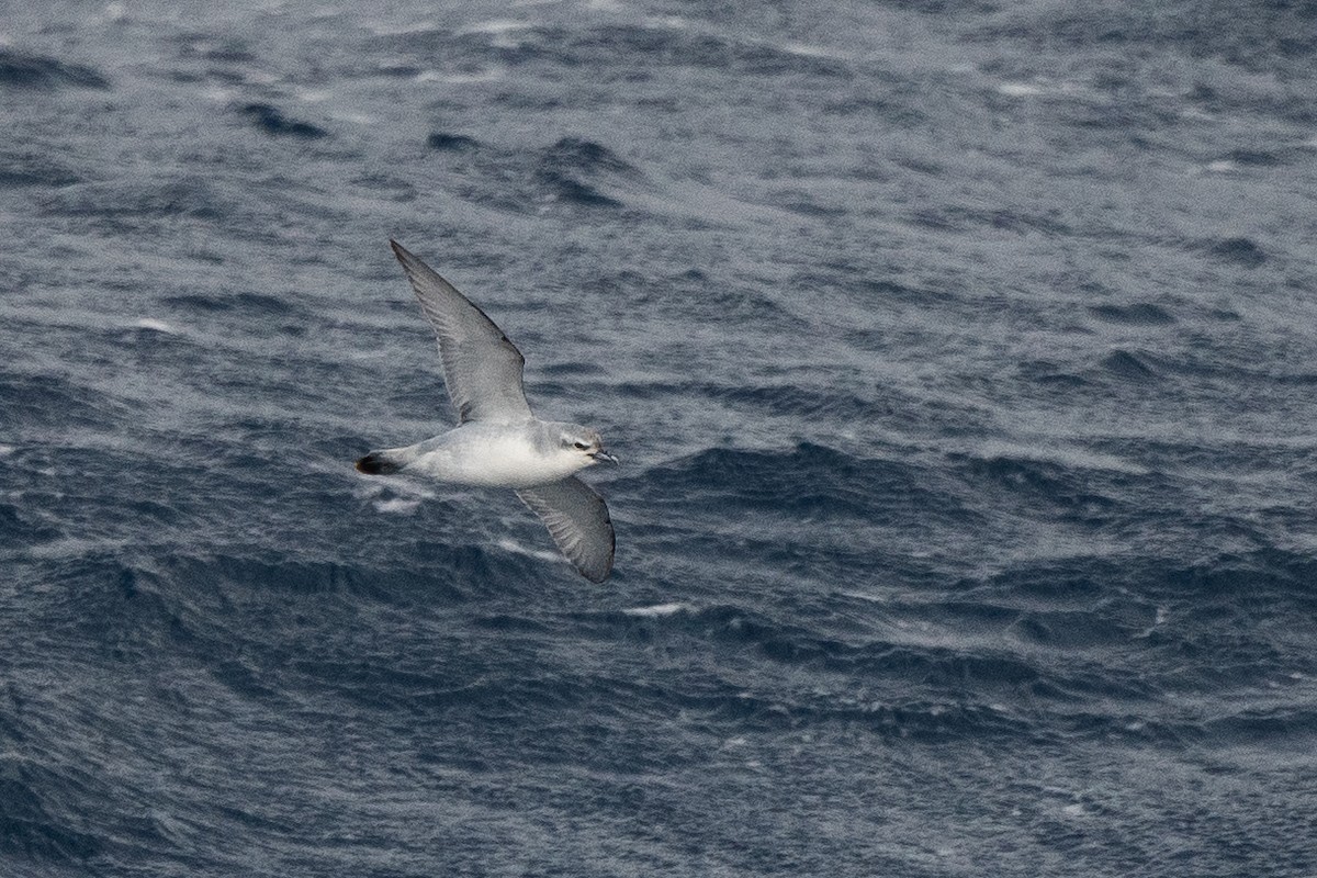 Fairy Prion - ML645172860