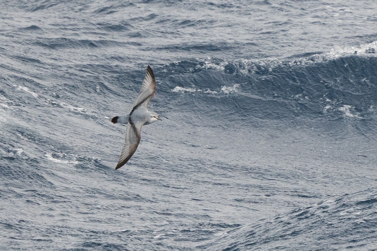 Fairy Prion - ML645172861