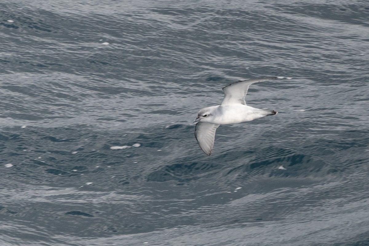 Fairy Prion - ML645172862