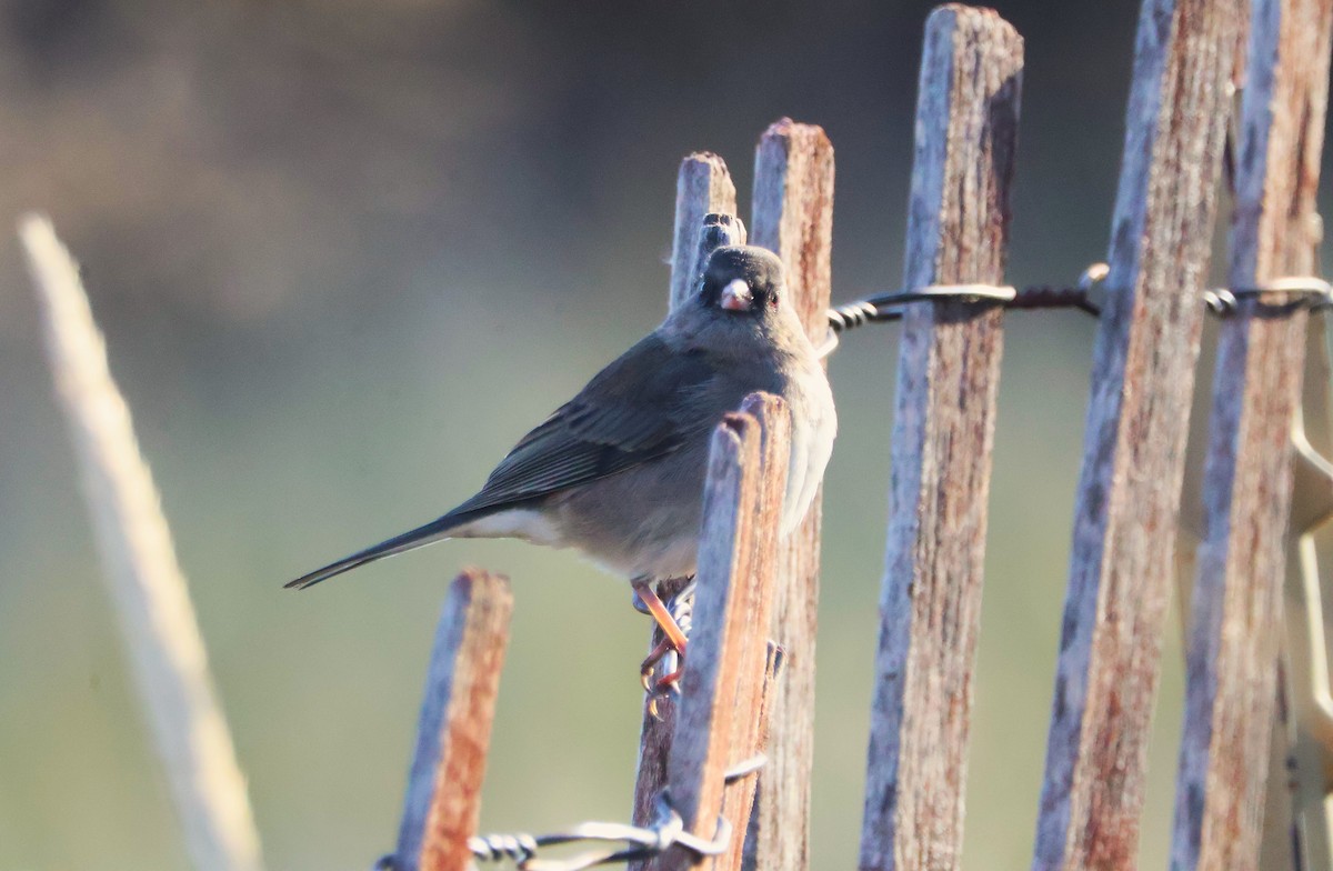יונקו כהה-עין - ML645172863