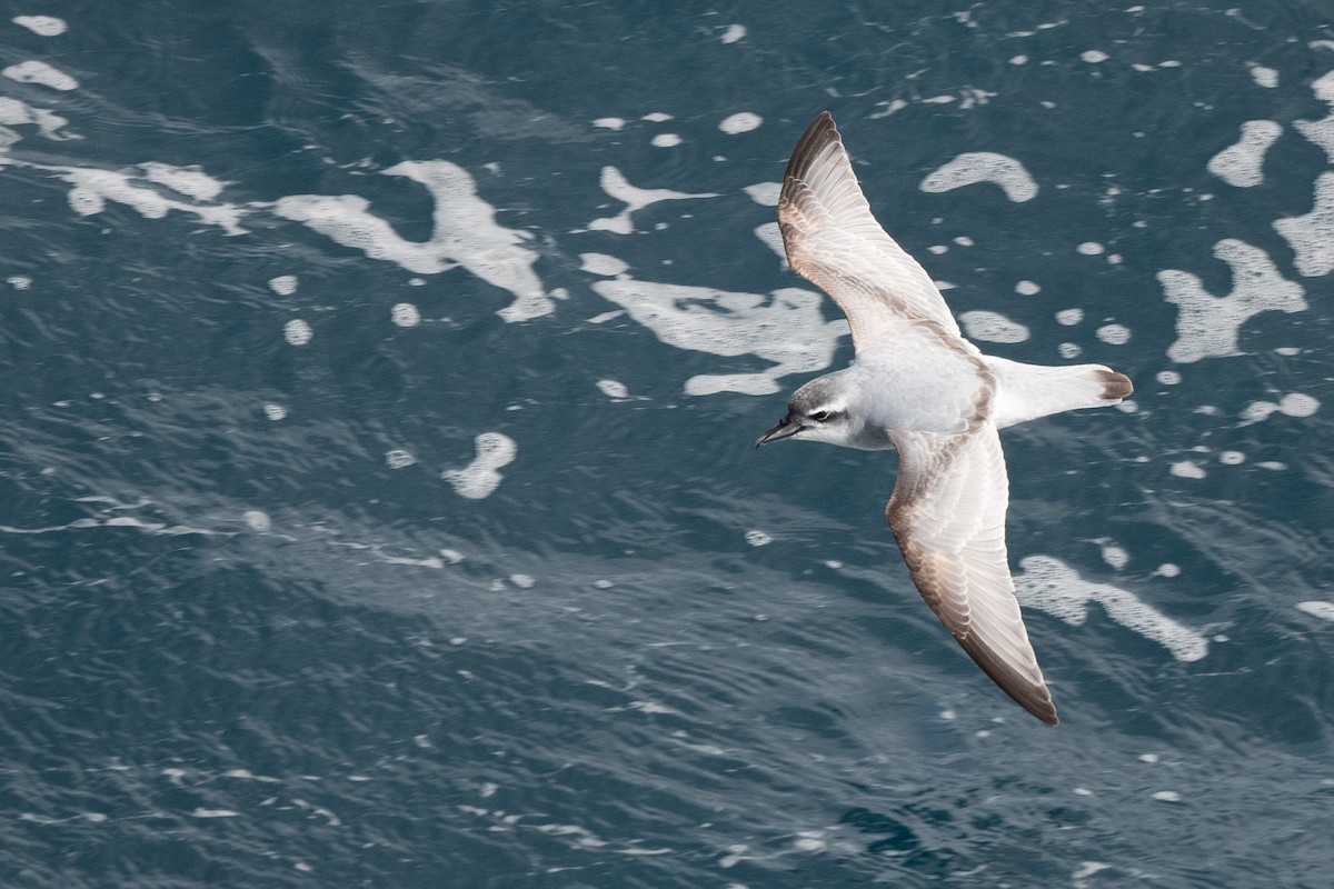 Salvin's Prion - ML645172869