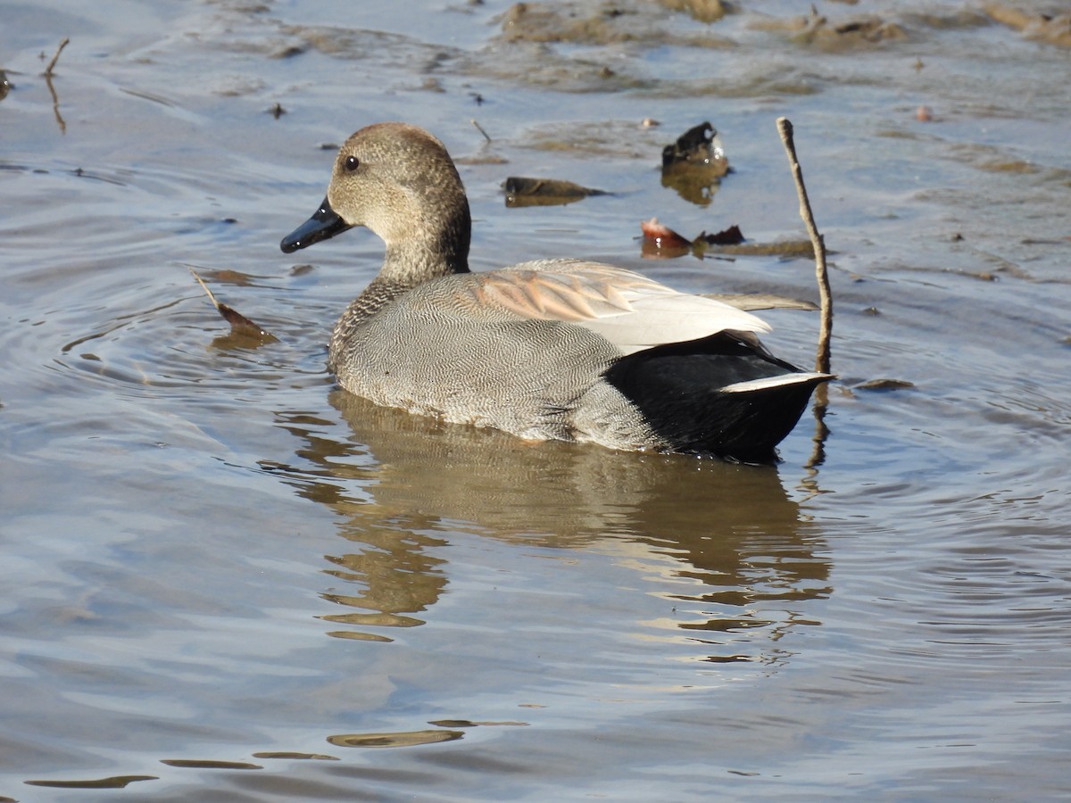 Ánade Friso - ML645172872