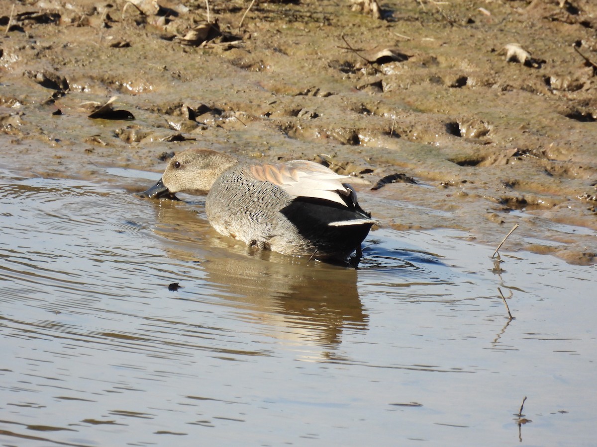 Ánade Friso - ML645172873