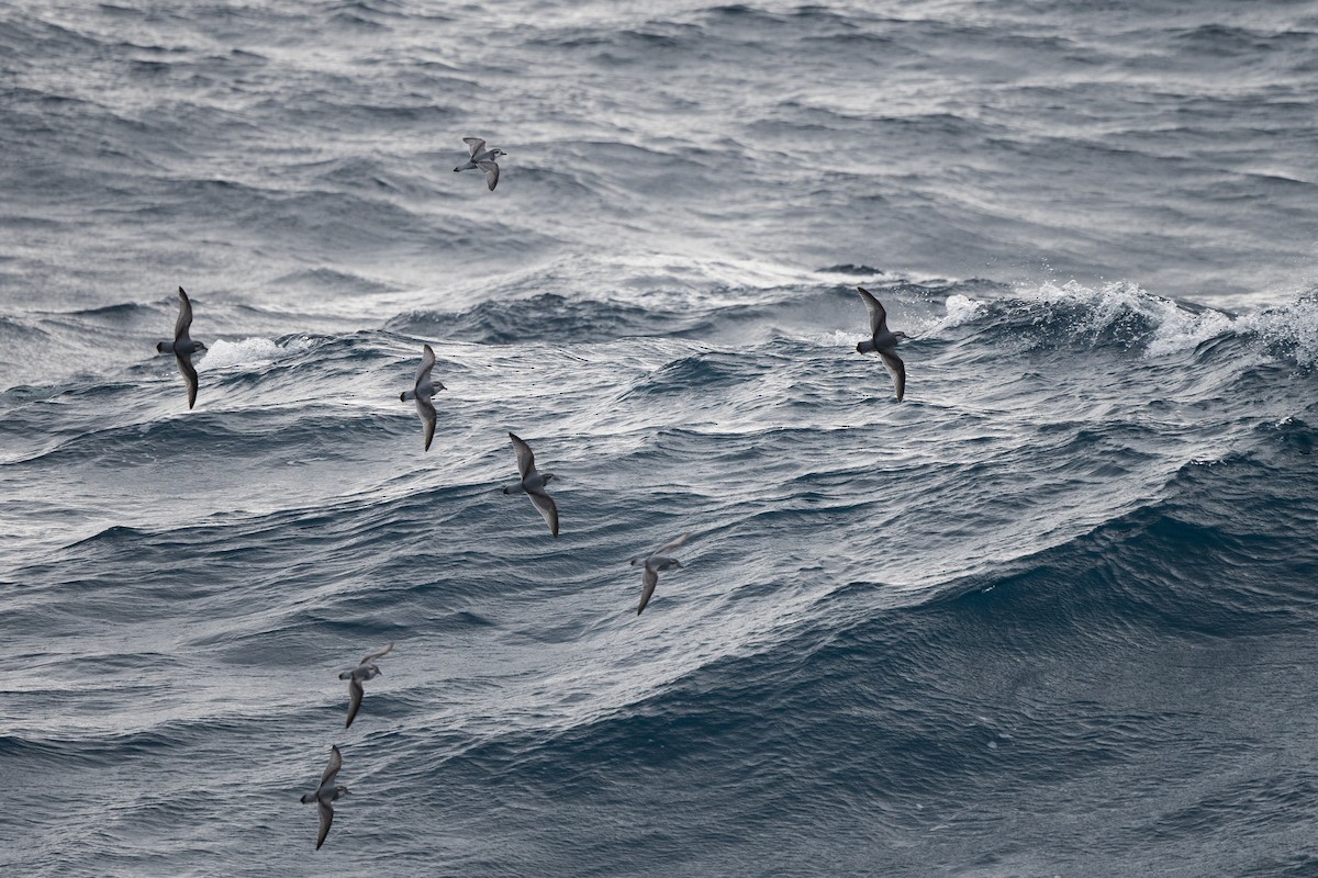 Salvin's Prion - ML645172874