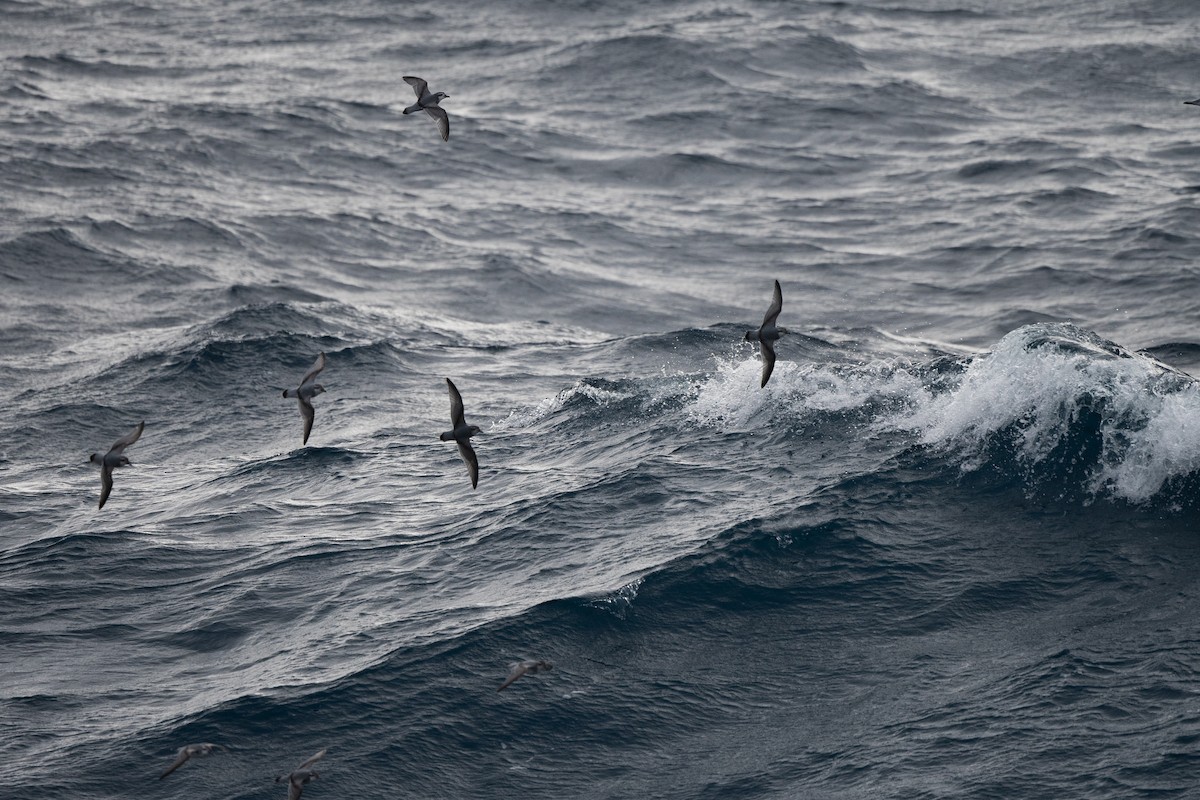 Salvin's Prion - ML645172875