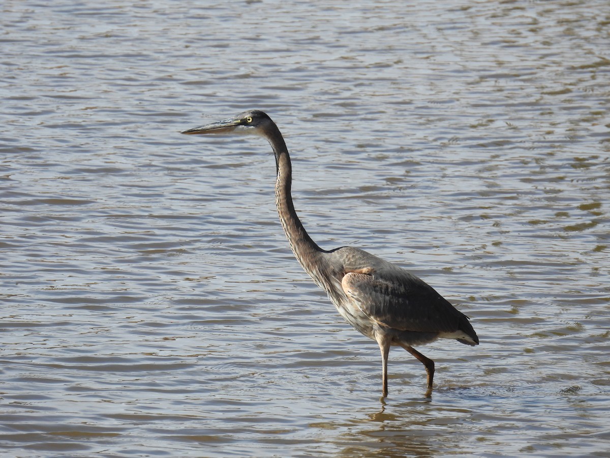 Great Blue Heron - ML645172879