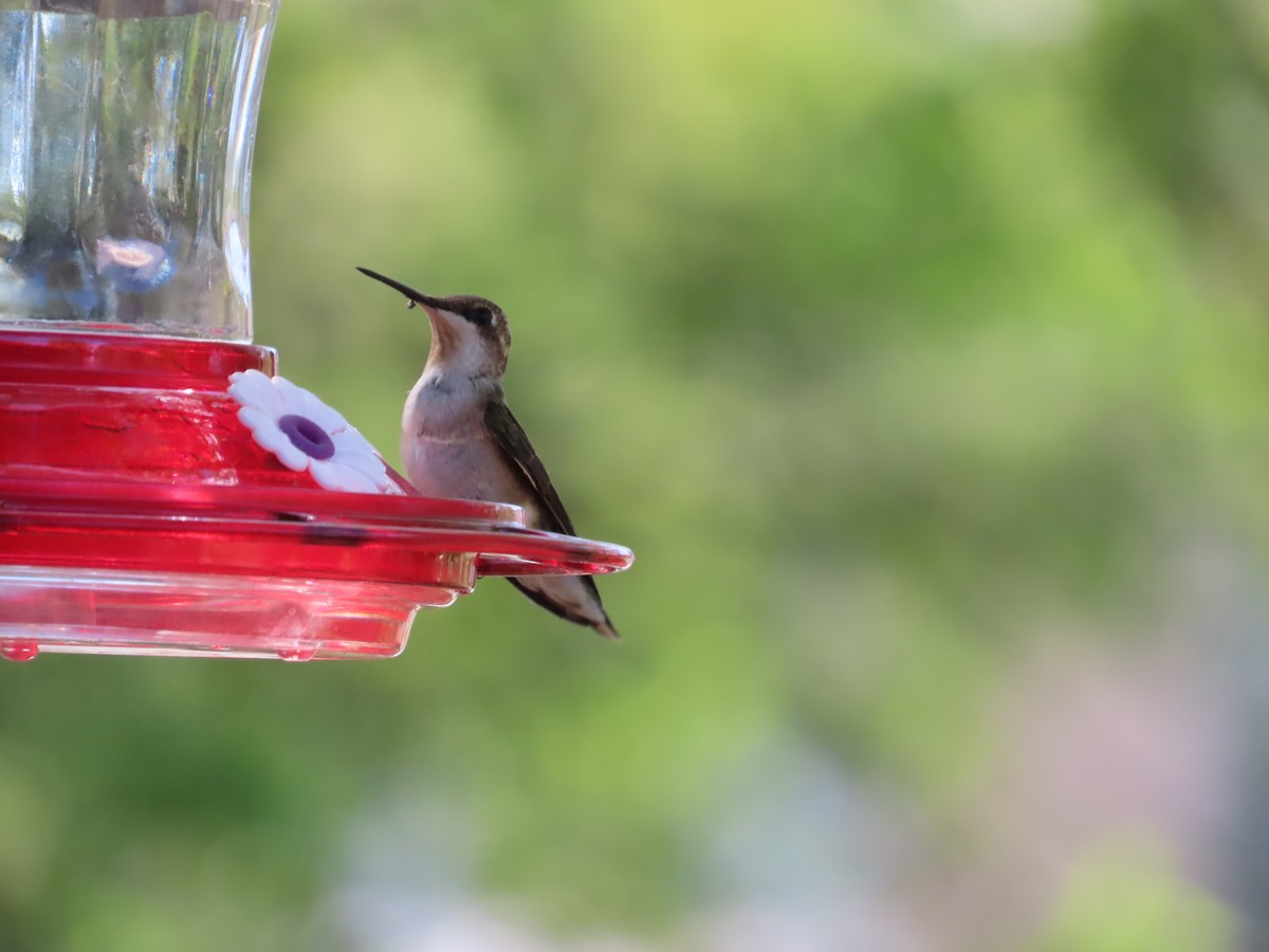 Колібрі рубіновогорлий - ML645172884