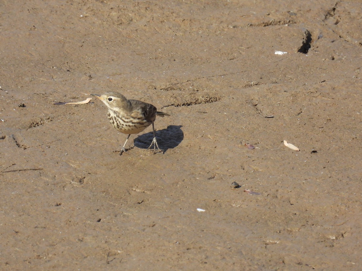 American Pipit - ML645172886