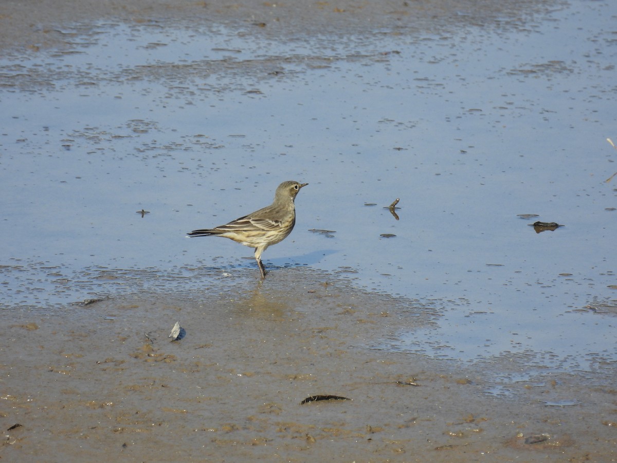American Pipit - ML645172887