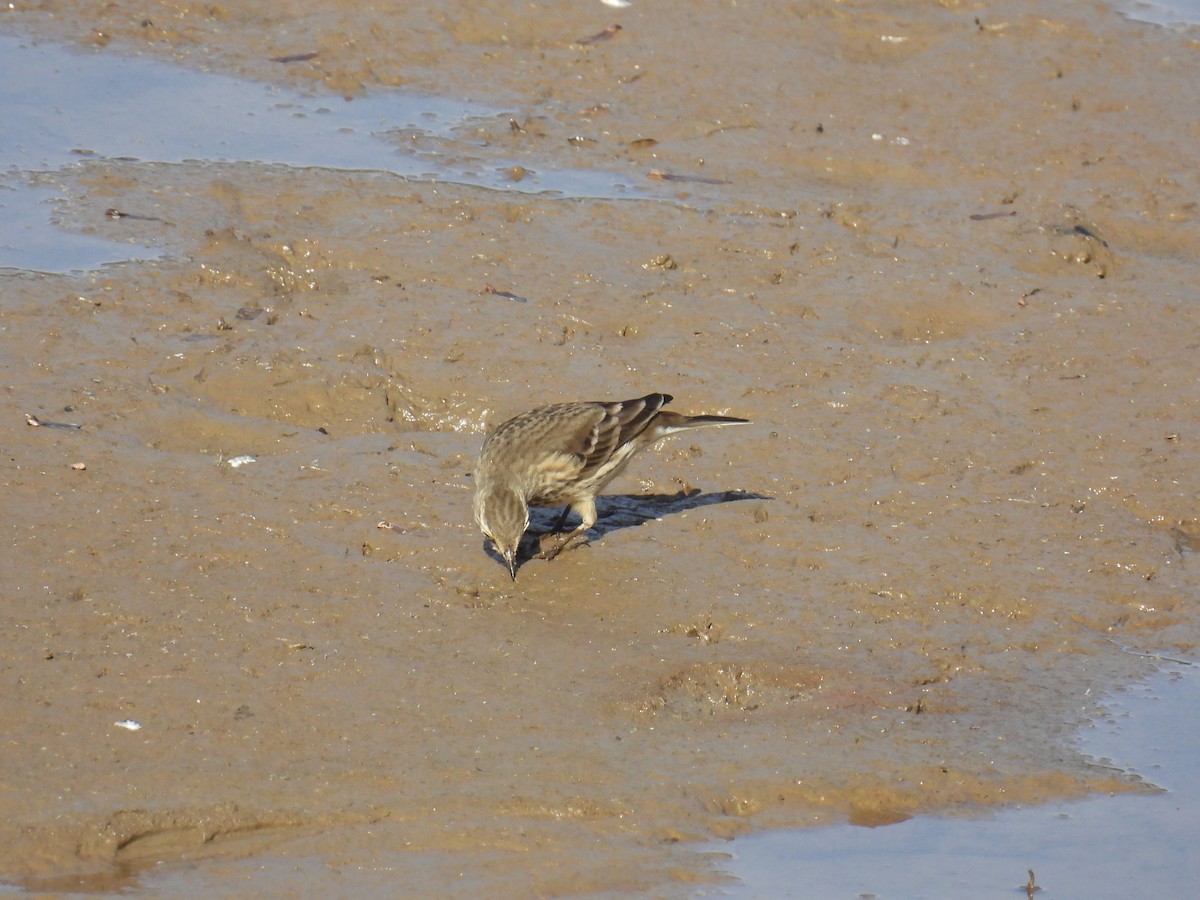American Pipit - ML645172888