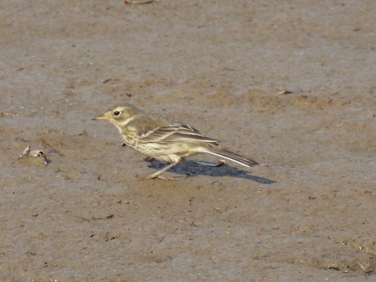 American Pipit - ML645172889