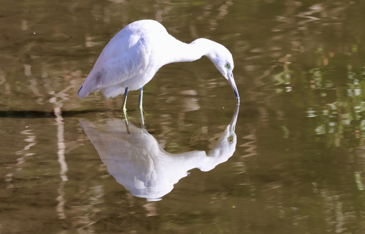 Little Blue Heron - ML645172897