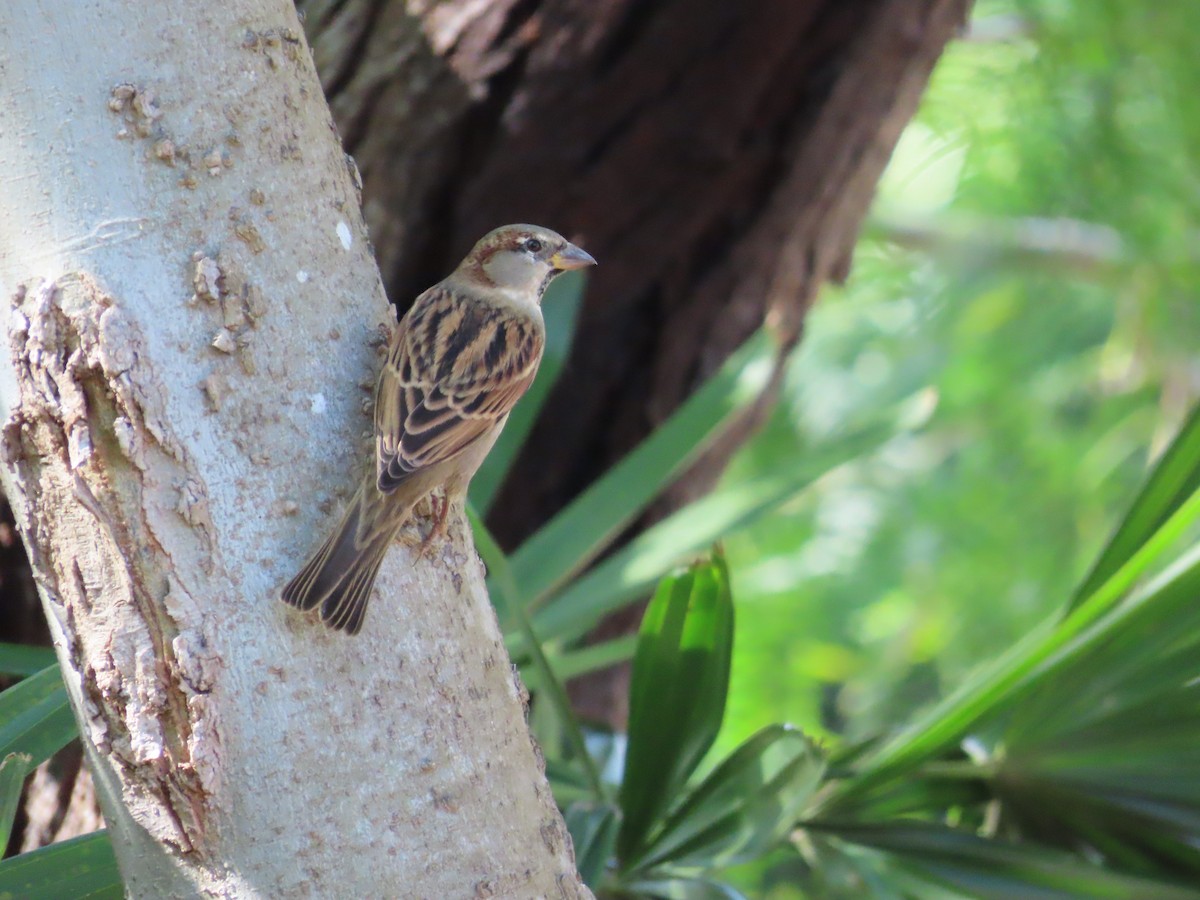 דרור הבית - ML645172903