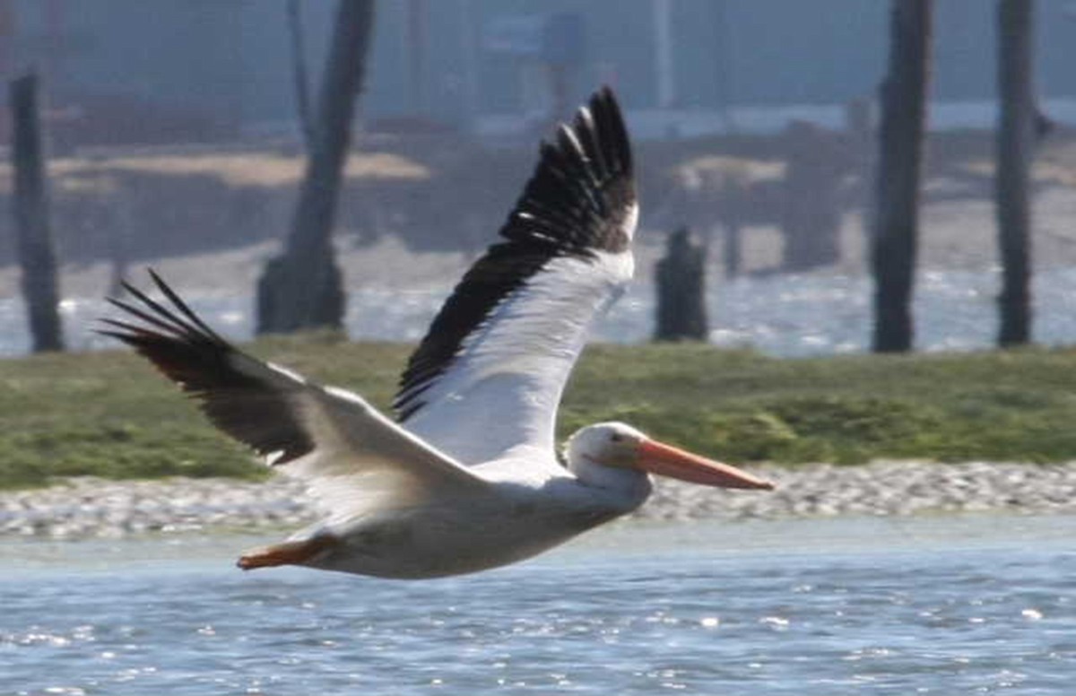 eBird Checklist - 2 Aug 2008 - Bandon Marsh NWR--Observation Deck - 1 ...