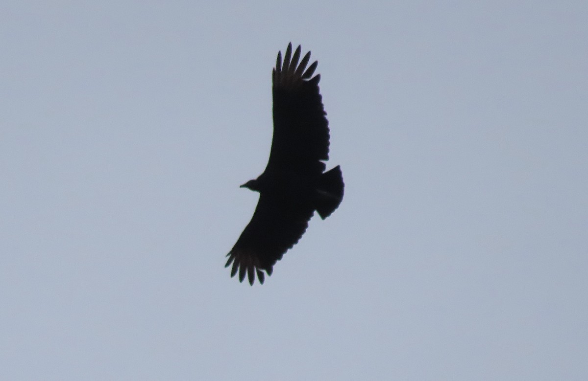 Black Vulture - ML645172923