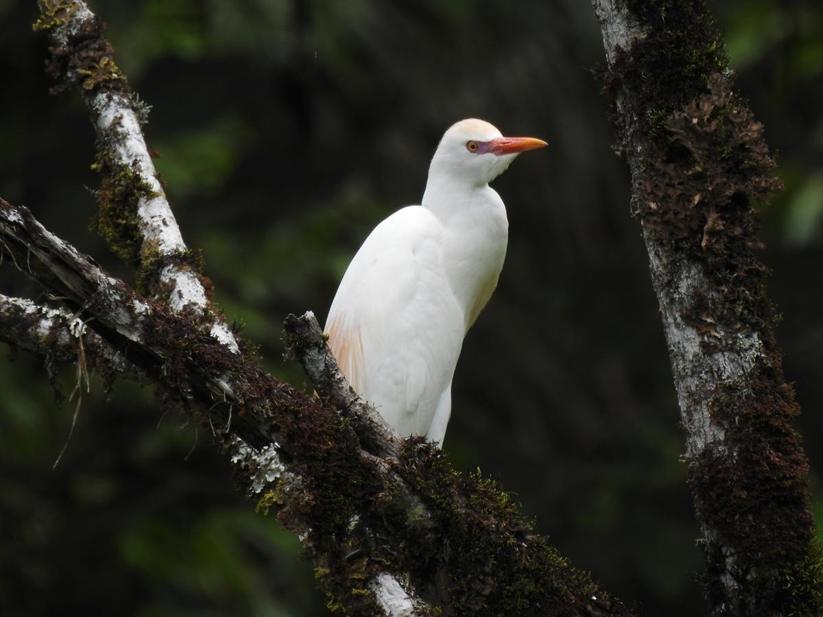Western Cattle-Egret - ML645172933