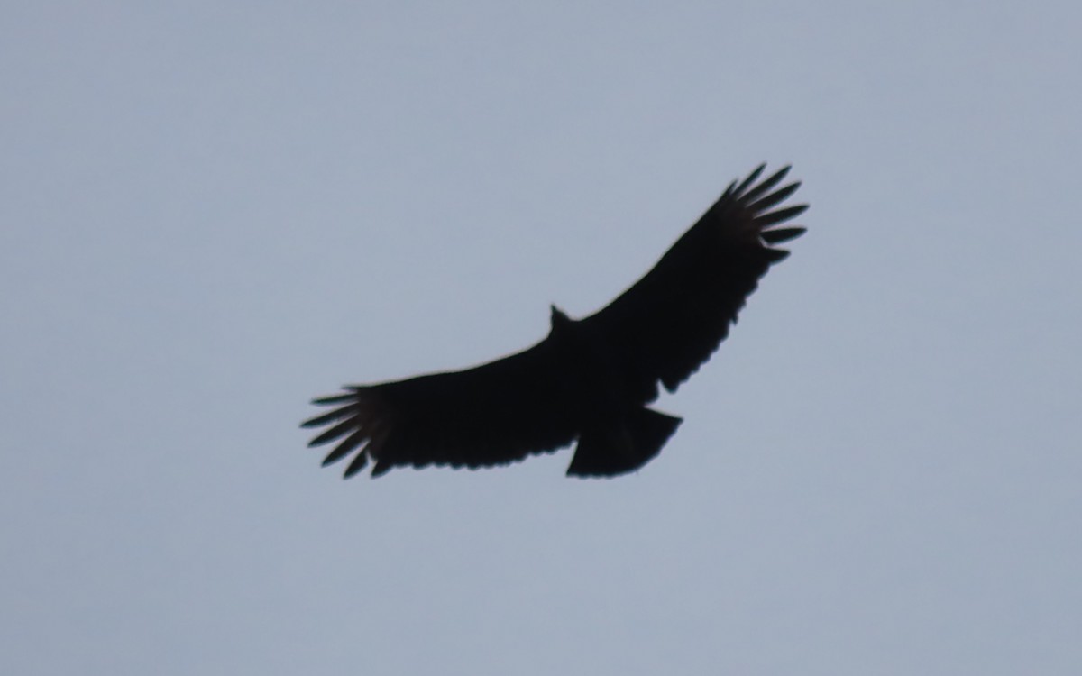 Black Vulture - ML645172942