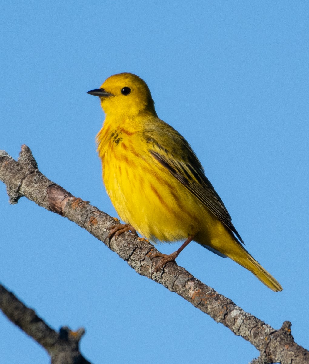 Northern Yellow Warbler - ML645172946