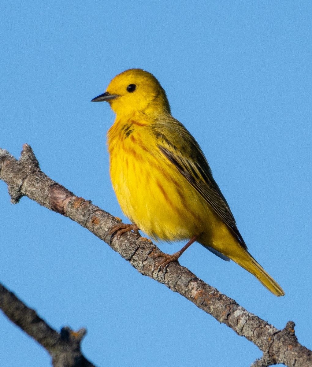 Northern Yellow Warbler - ML645172947