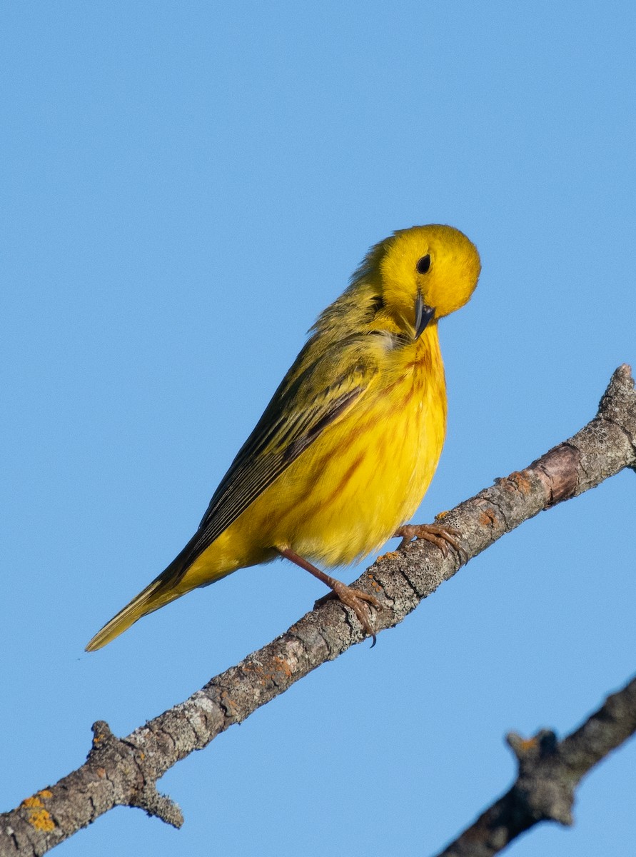 Northern Yellow Warbler - ML645172948