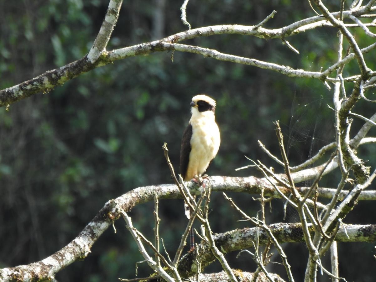 Laughing Falcon - ML645172956