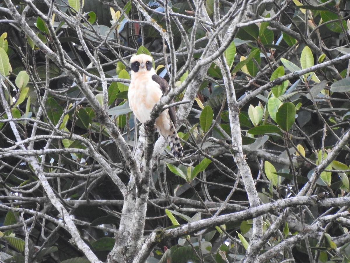 Laughing Falcon - ML645172957