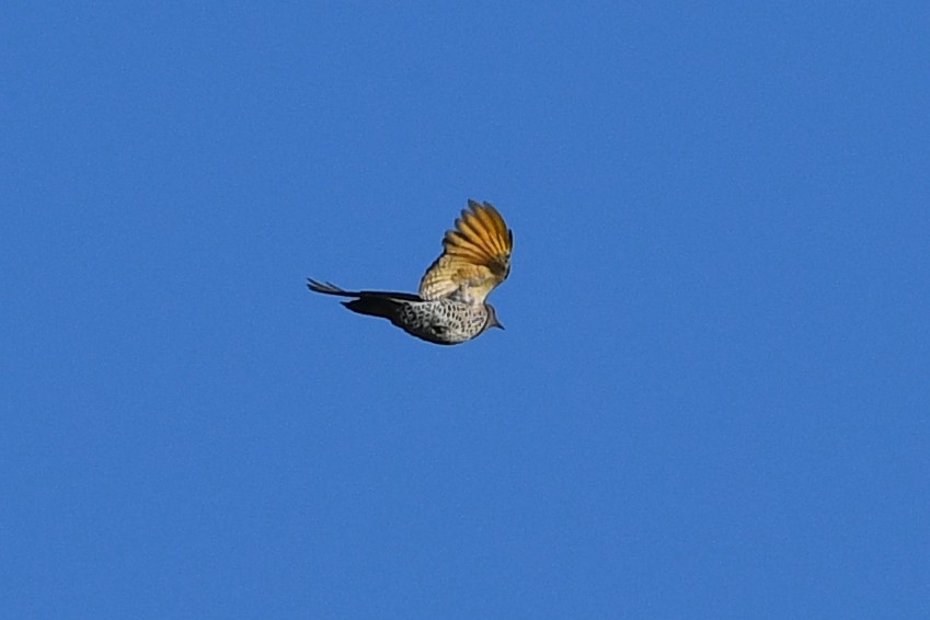 Northern Flicker (Yellow-shafted) - ML645172962