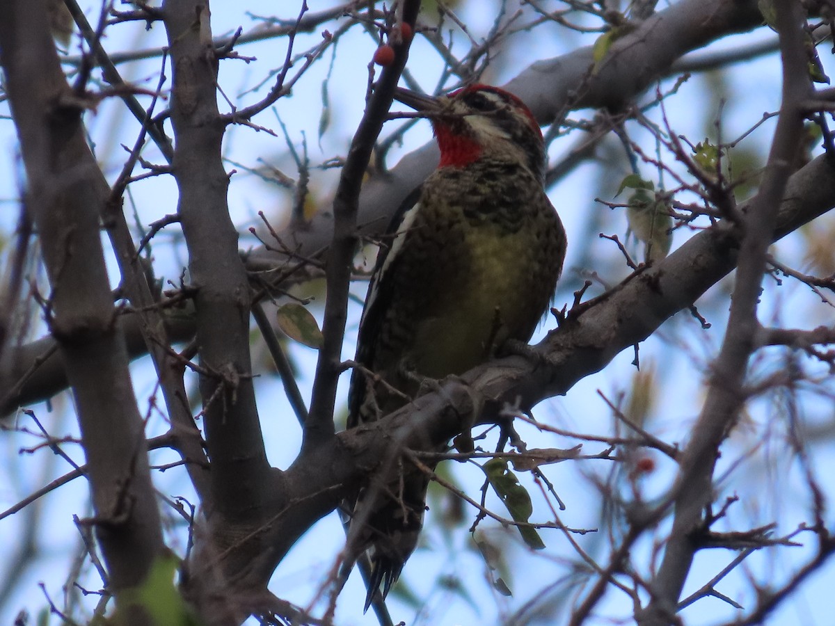 Red-naped Sapsucker - ML645172983