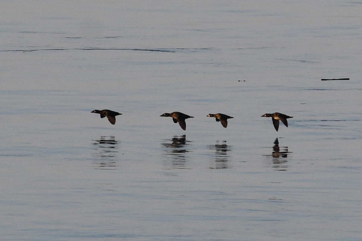 Palyaço Ördeği - ML645172984