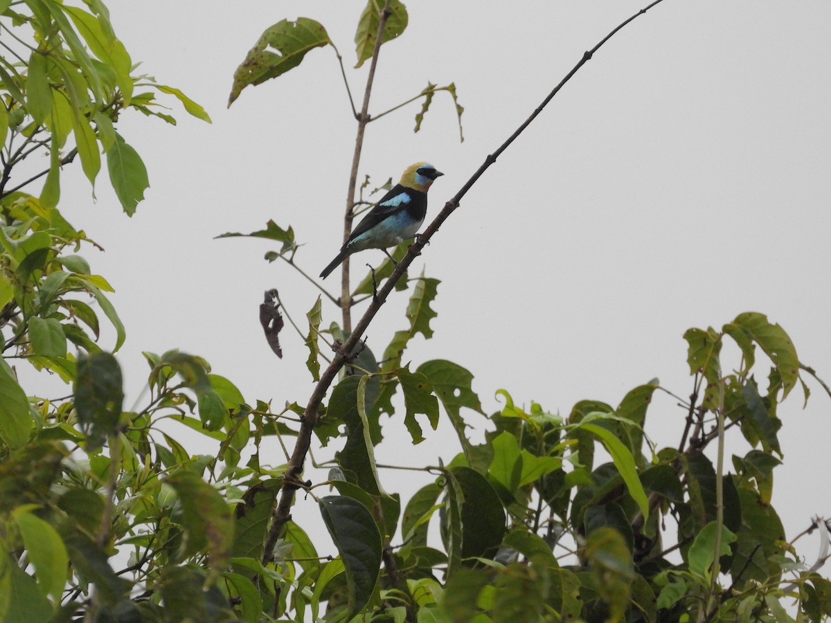 Golden-hooded Tanager - ML645172987