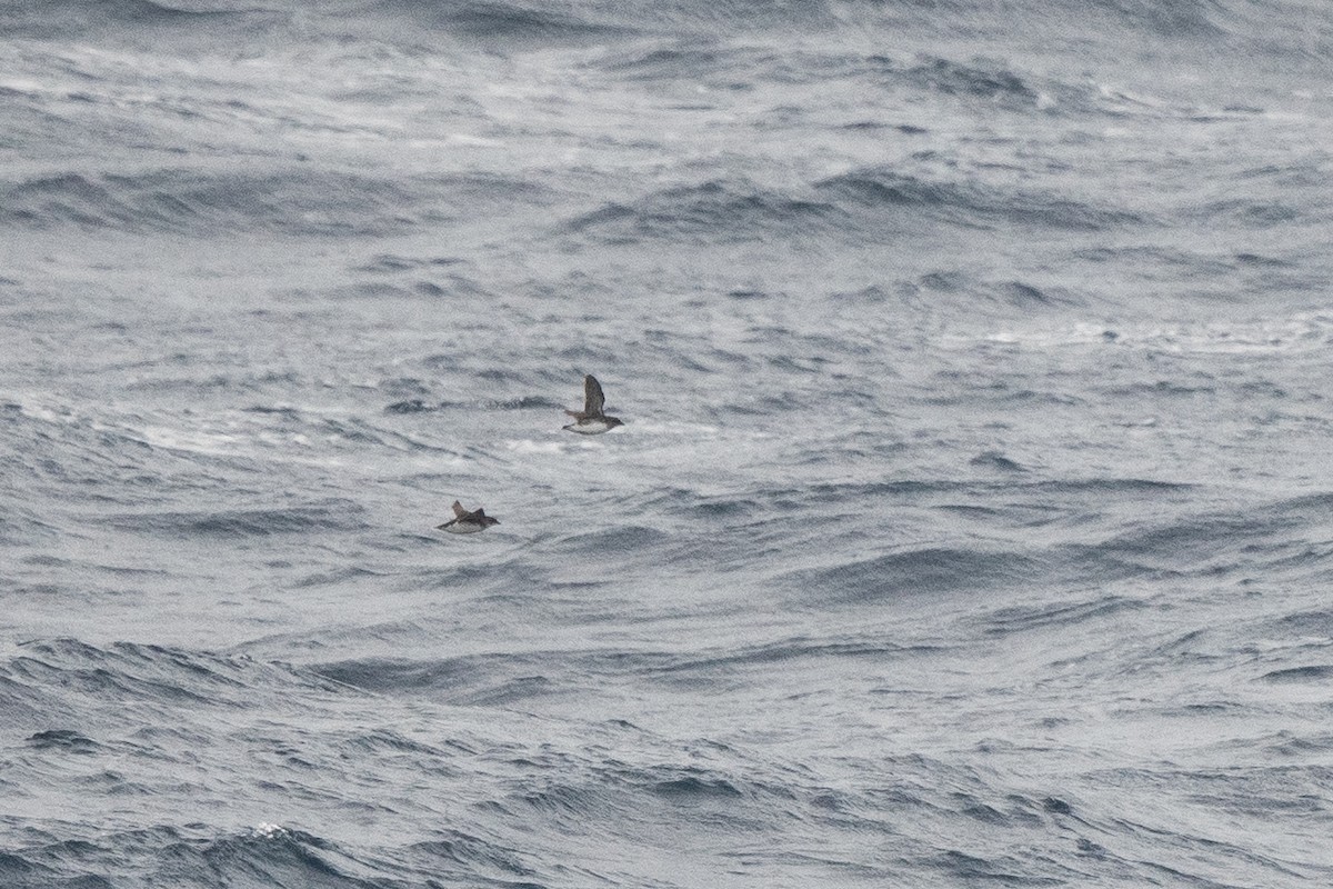 Common Diving-Petrel - ML645172993