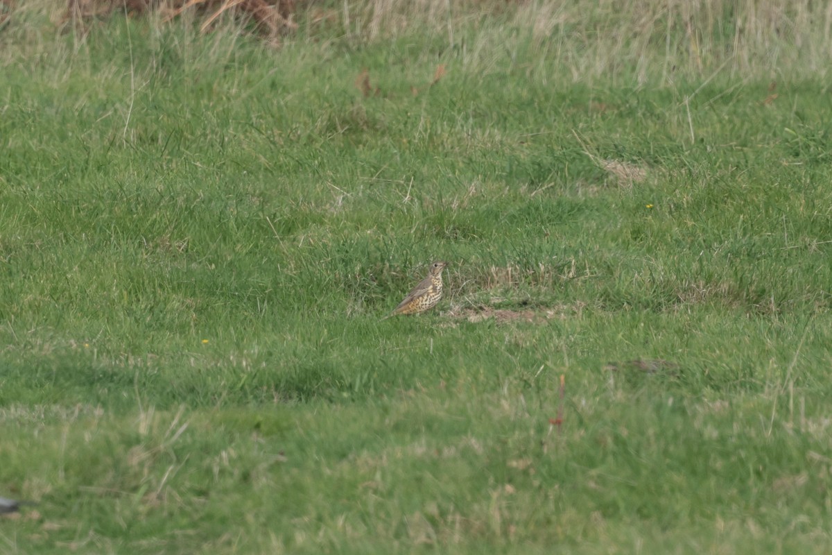 drozd brávník - ML645172994