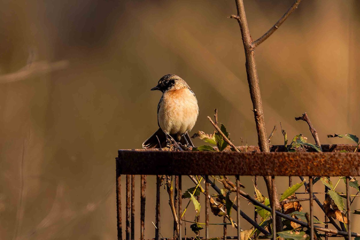 Siberian Stonechat - ML645173011