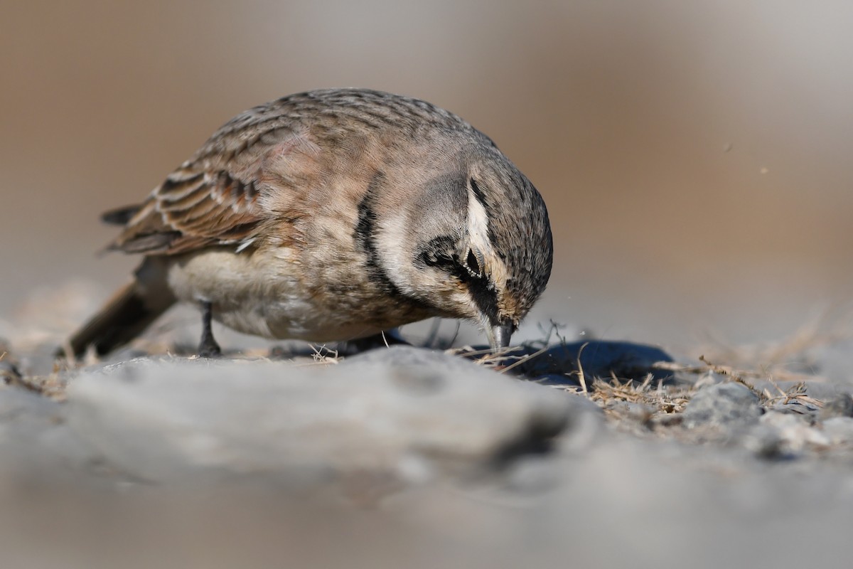 Alondra Cornuda - ML645173027