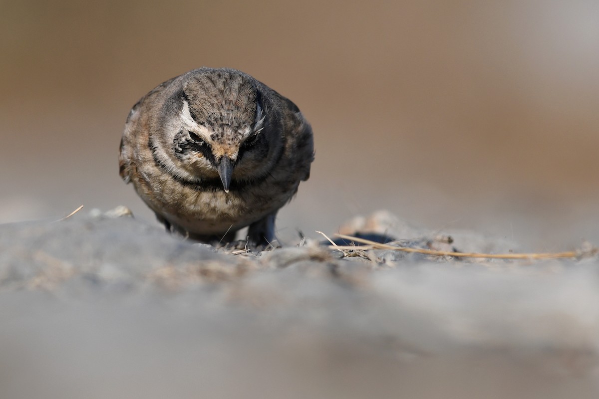 Alondra Cornuda - ML645173028