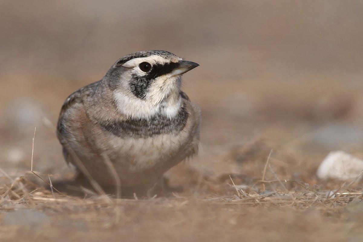 Alondra Cornuda - ML645173033