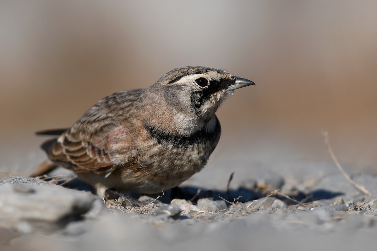 Alondra Cornuda - ML645173034