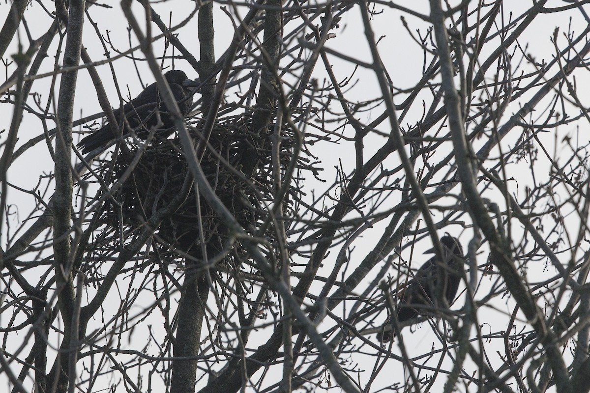 Ekin Kargası - ML645173035