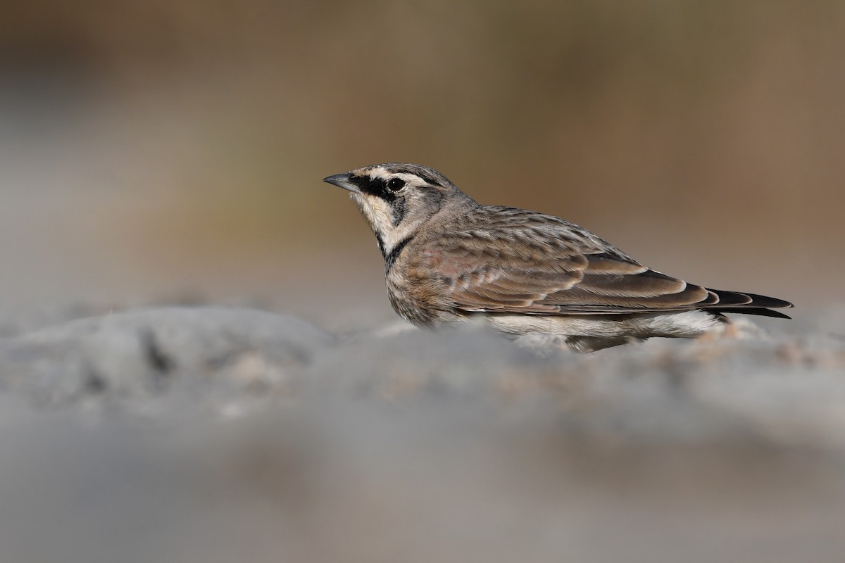 Alondra Cornuda - ML645173037