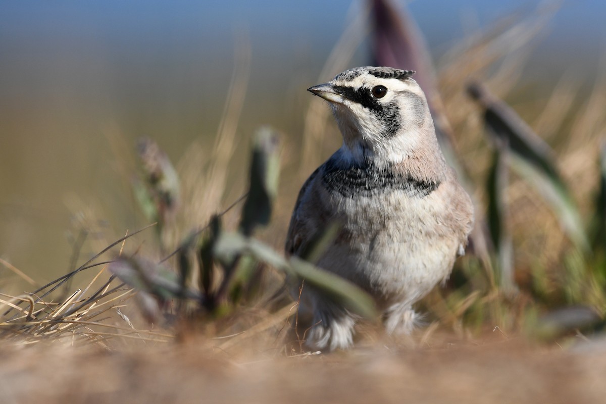 Alondra Cornuda - ML645173039